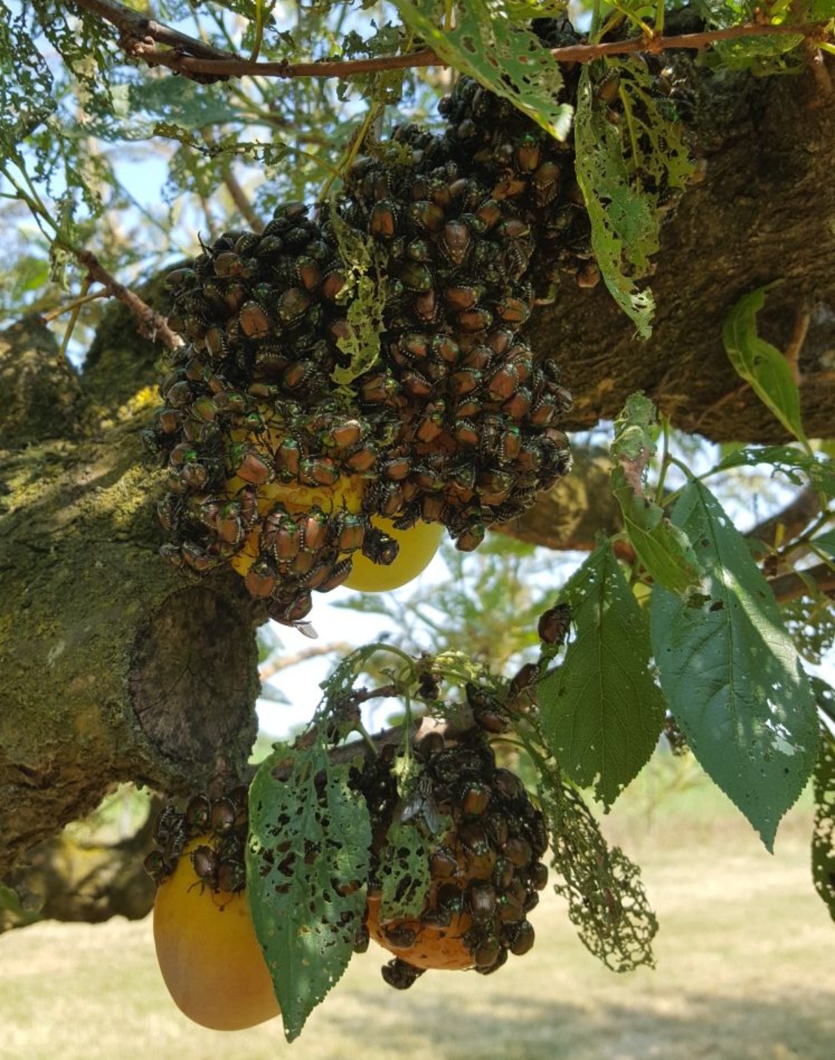 Popillia japonica su albicocco